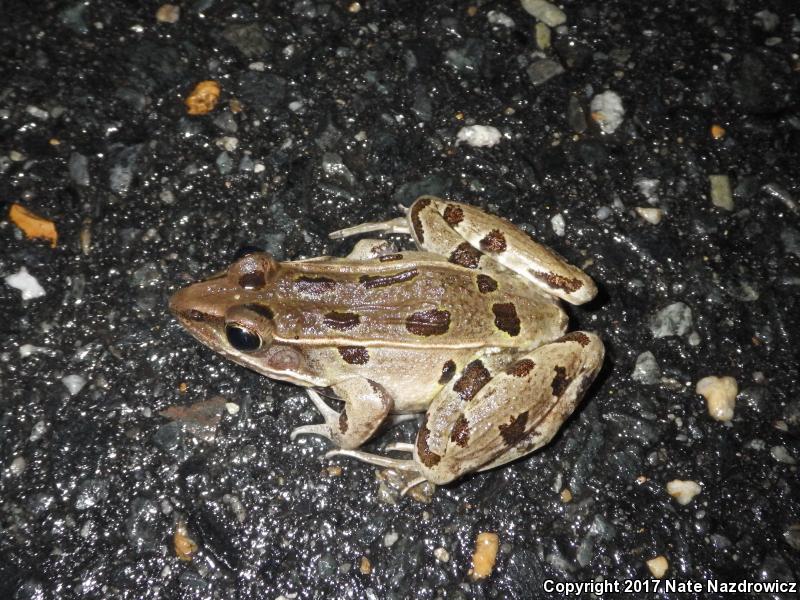 Atlantic Coast Leopard Frog (Lithobates kauffeldi)