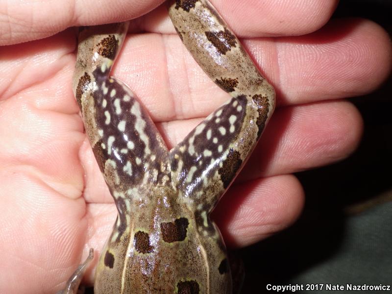 Atlantic Coast Leopard Frog (Lithobates kauffeldi)