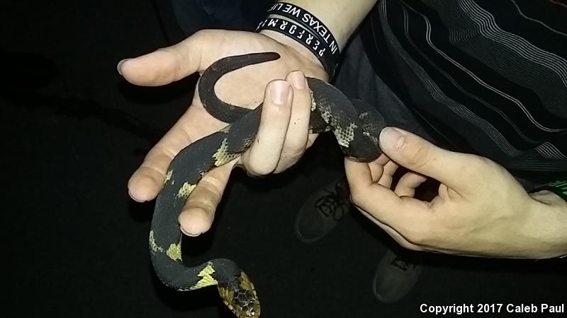 Broad-banded Watersnake (Nerodia fasciata confluens)