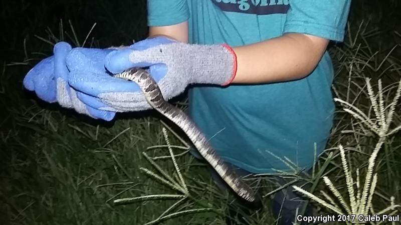 Blotched Watersnake (Nerodia erythrogaster transversa)