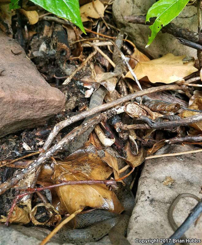 Narrow-headed Gartersnake (Thamnophis rufipunctatus)