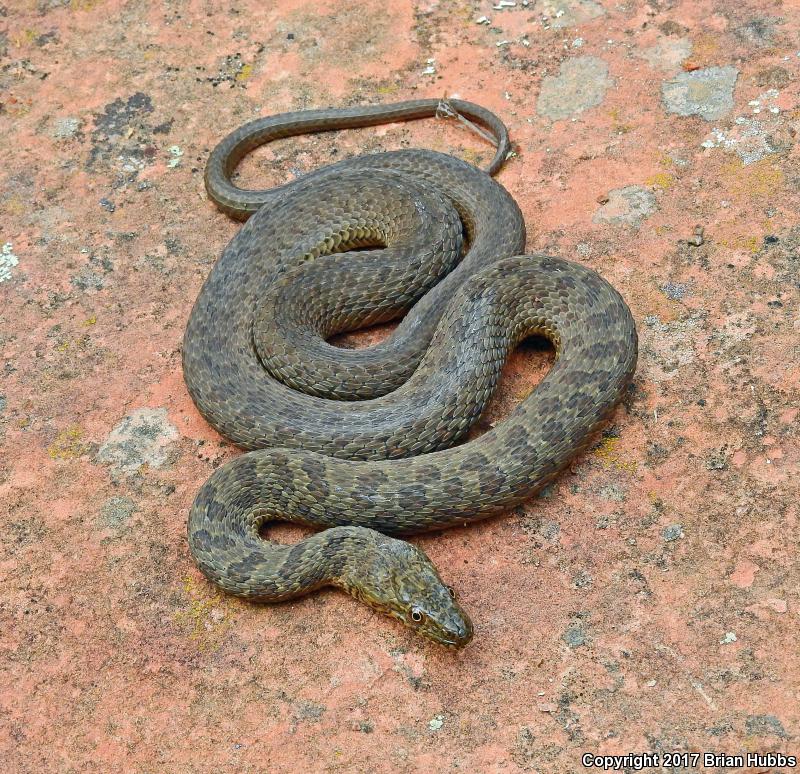 Narrow-headed Gartersnake (Thamnophis rufipunctatus)