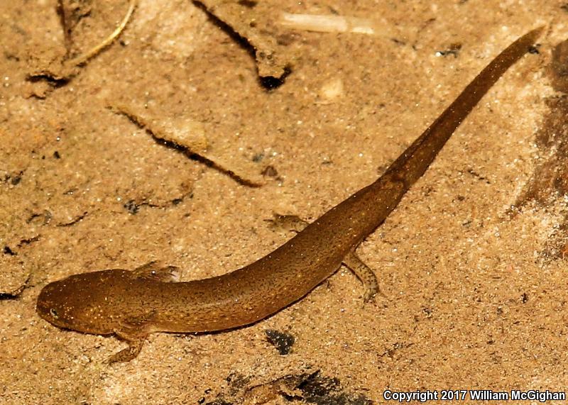 Kentucky Spring Salamander (Gyrinophilus porphyriticus duryi)