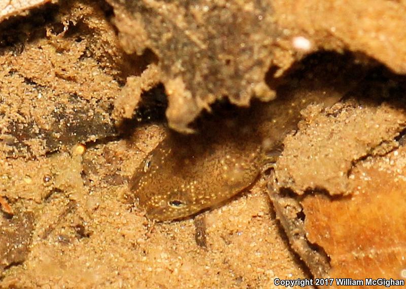 Kentucky Spring Salamander (Gyrinophilus porphyriticus duryi)