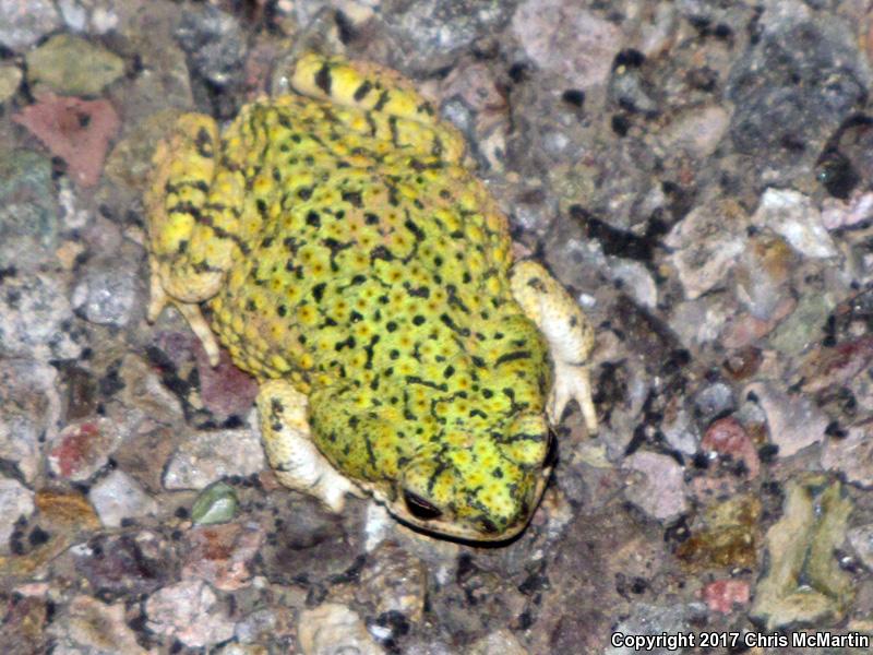 Western Green Toad (Anaxyrus debilis insidior)