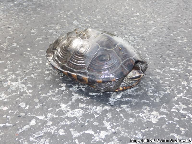 Northern Diamond-backed Terrapin (Malaclemys terrapin terrapin)