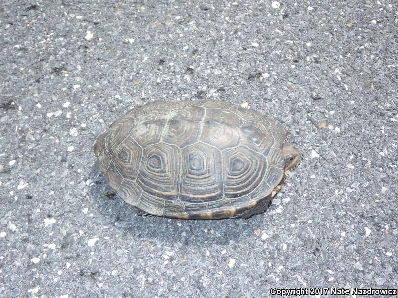 Northern Diamond-backed Terrapin (Malaclemys terrapin terrapin)