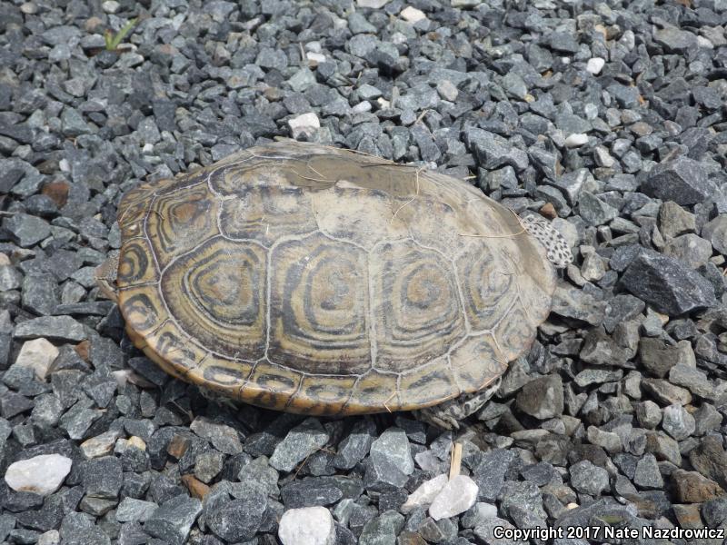 Northern Diamond-backed Terrapin (Malaclemys terrapin terrapin)