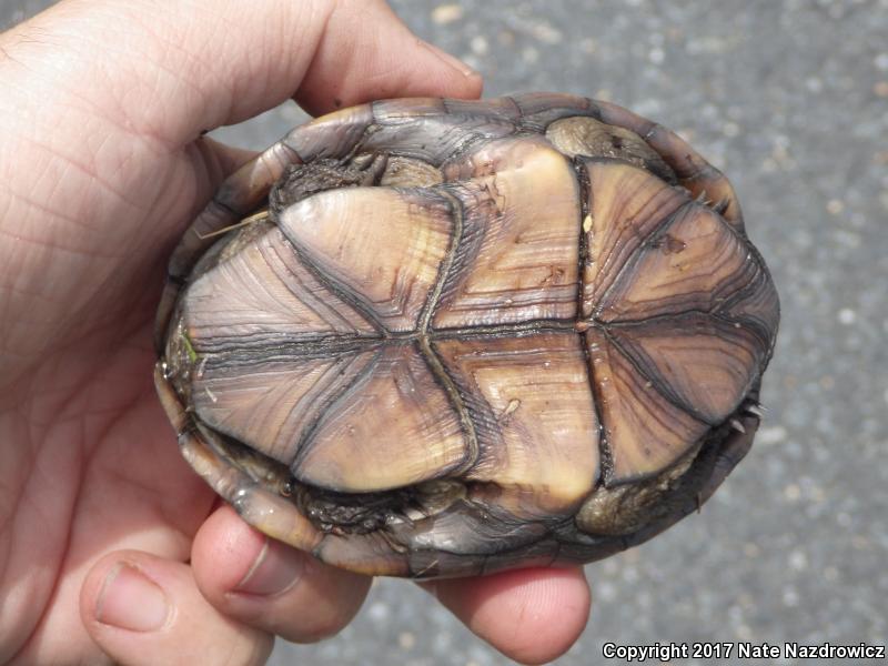 Eastern Mud Turtle (Kinosternon subrubrum subrubrum)