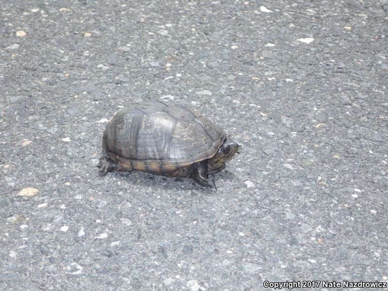 Eastern Mud Turtle (Kinosternon subrubrum subrubrum)