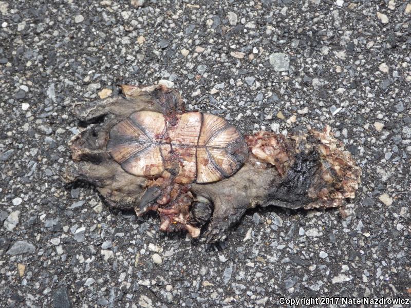 Eastern Mud Turtle (Kinosternon subrubrum subrubrum)