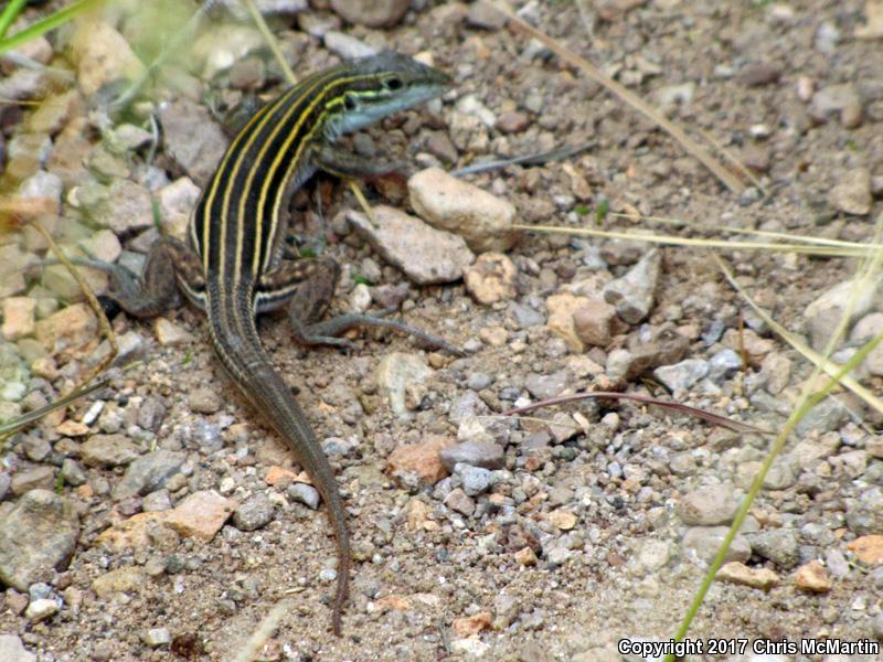 Little Striped Whiptail (Aspidoscelis inornata)