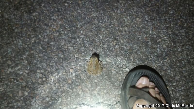 Plains Spadefoot (Spea bombifrons)