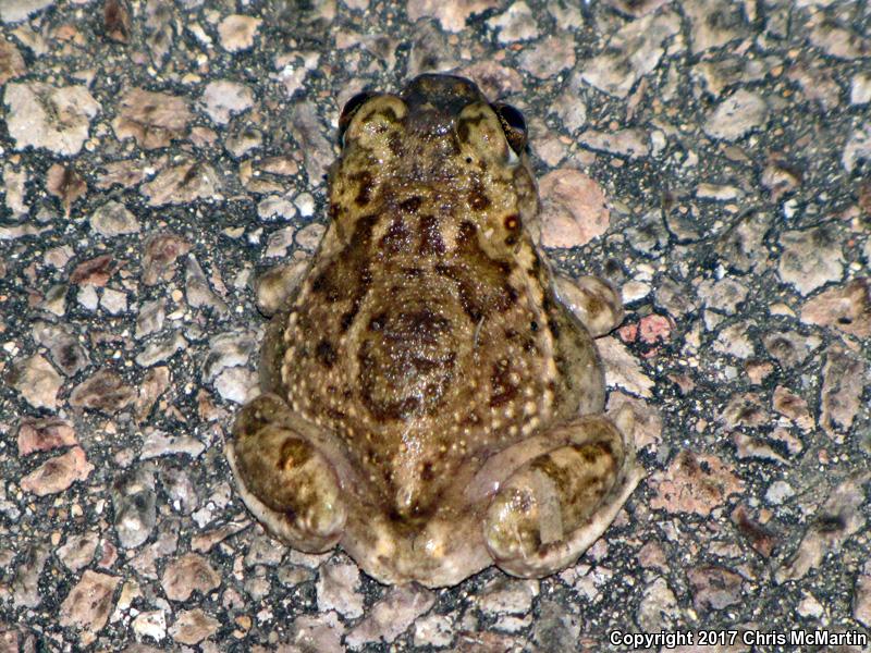 Plains Spadefoot (Spea bombifrons)