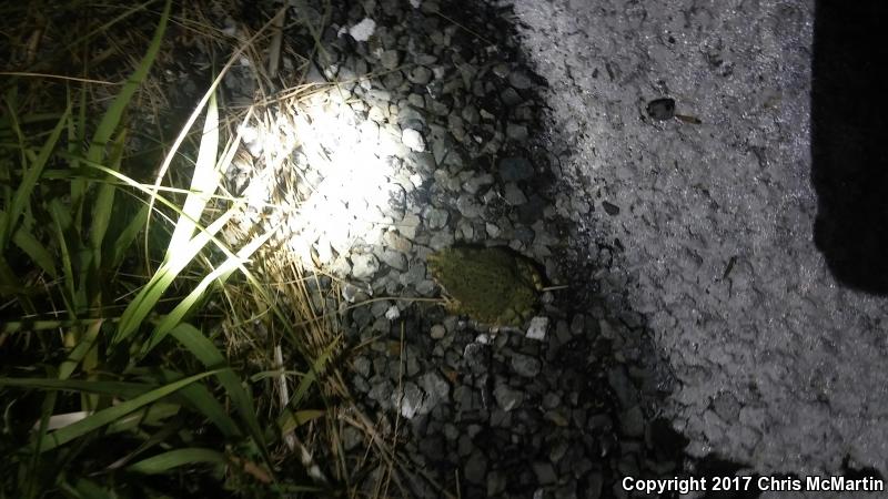 Western Green Toad (Anaxyrus debilis insidior)