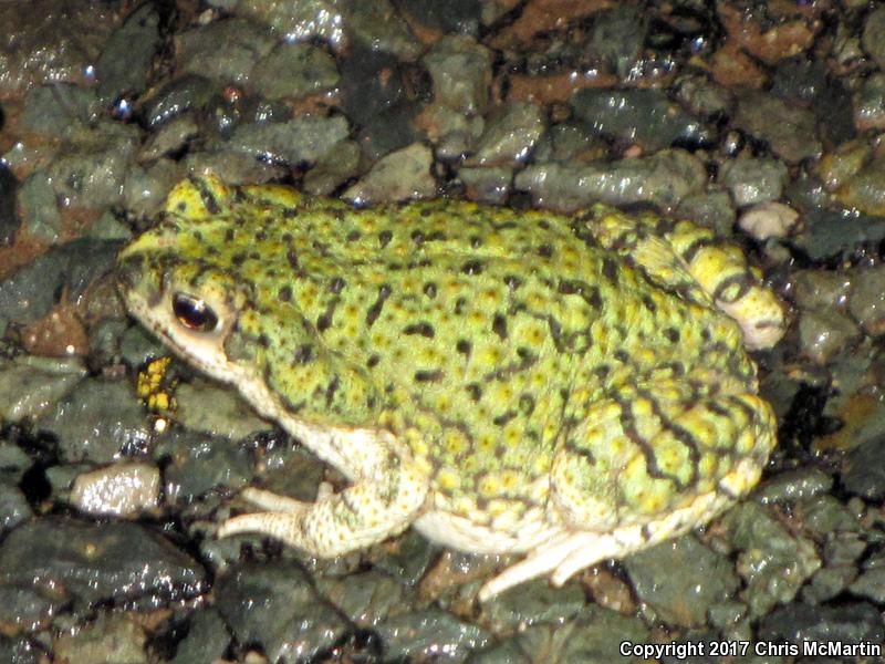 Western Green Toad (Anaxyrus debilis insidior)