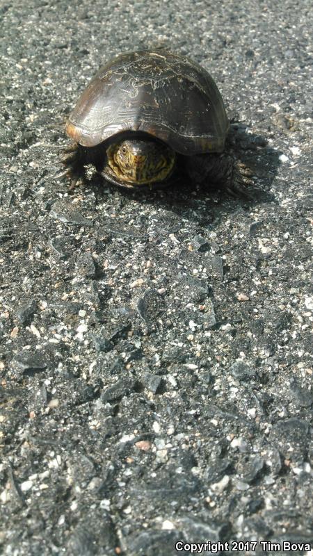 Eastern Mud Turtle (Kinosternon subrubrum subrubrum)