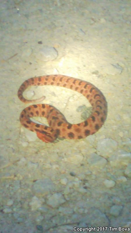 Carolina Pigmy Rattlesnake (Sistrurus miliarius miliarius)