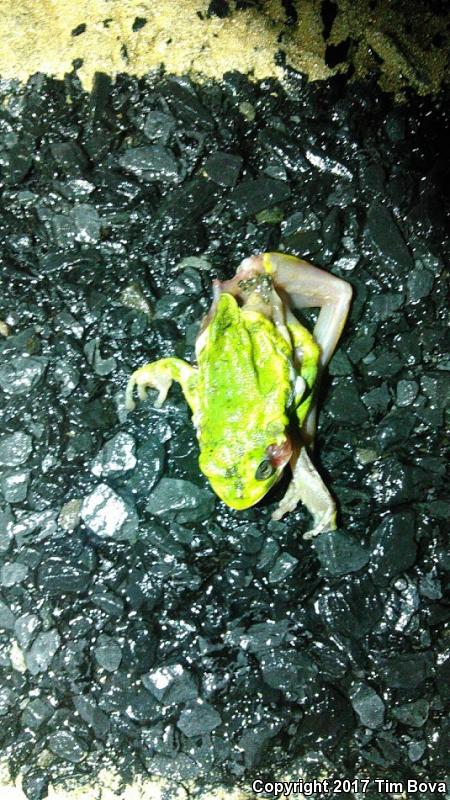 Barking Treefrog (Hyla gratiosa)