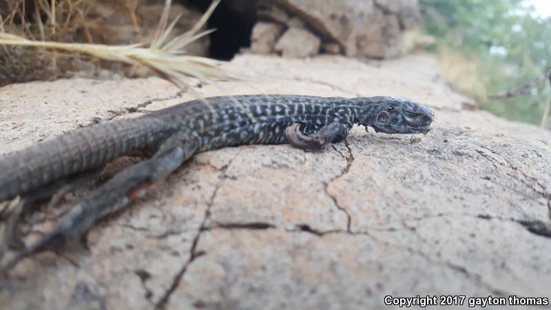 Sonoran Tiger Whiptail (Aspidoscelis tigris aethiops)