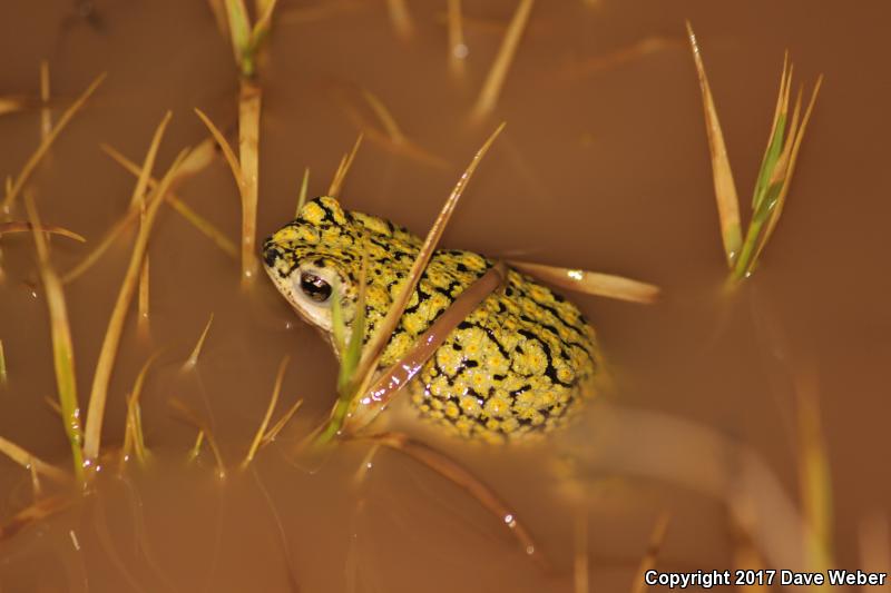 Western Green Toad (Anaxyrus debilis insidior)