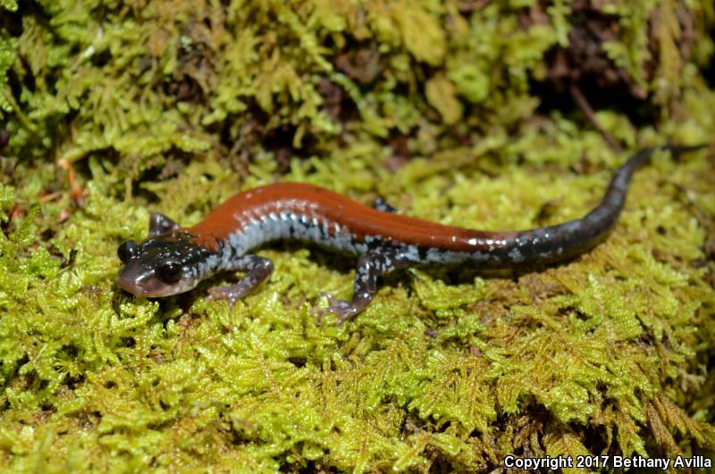 Yonahlossee Salamander (Plethodon yonahlossee)