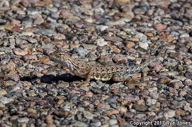 Sonoran Earless Lizard (Holbrookia elegans thermophila)