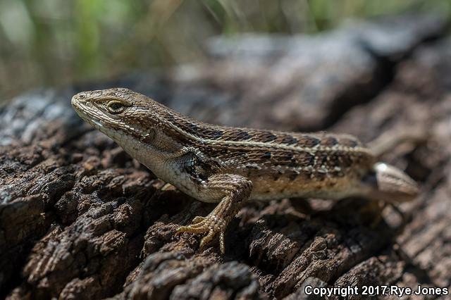 Slevin's Bunchgrass Lizard (Sceloporus slevini)