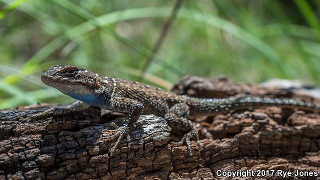 Slevin's Bunchgrass Lizard (Sceloporus slevini)