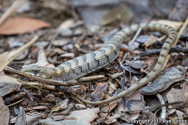 Arizona Alligator Lizard (Elgaria kingii nobilis)