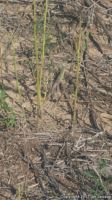 Prairie Racerunner (Aspidoscelis sexlineata viridis)