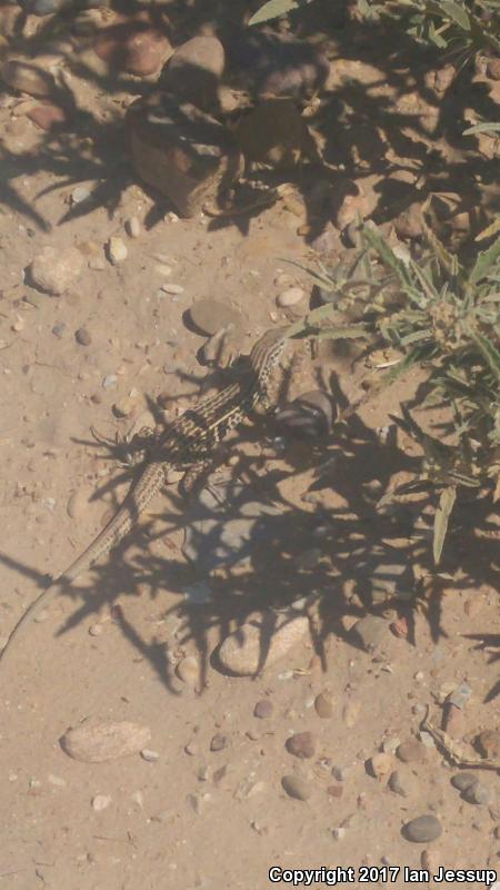 Colorado Checkered Whiptail (Aspidoscelis neotesselata)