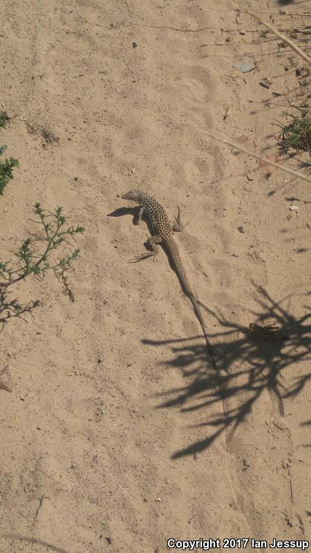 Colorado Checkered Whiptail (Aspidoscelis neotesselata)