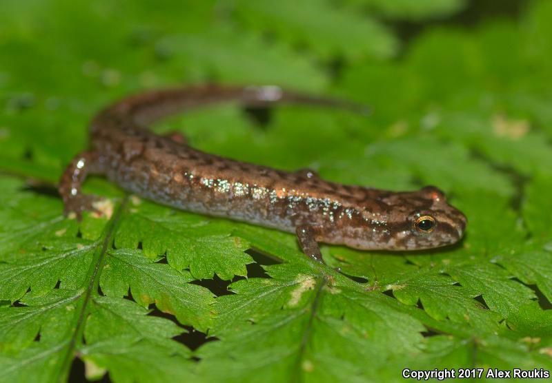 Pygmy Salamander (Desmognathus wrighti)