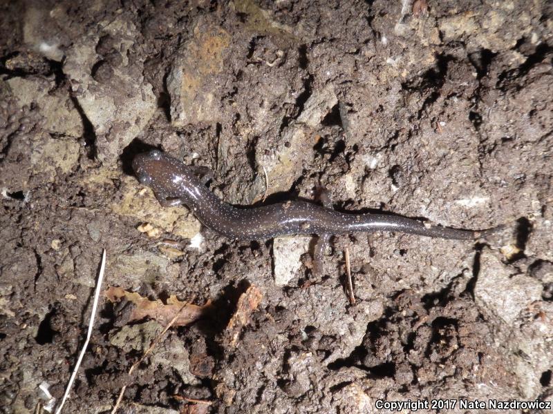 Northern Ravine Salamander (Plethodon electromorphus)