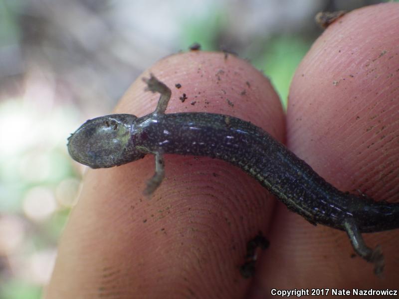 Northern Ravine Salamander (Plethodon electromorphus)