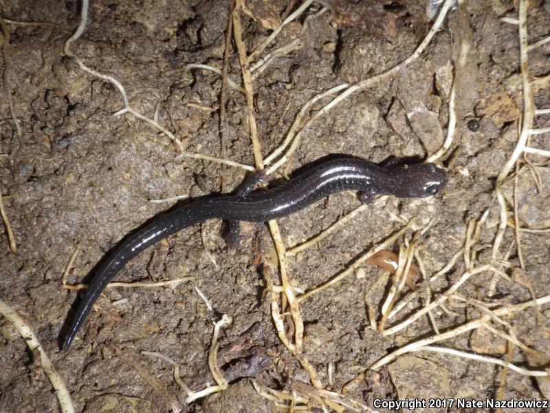 Northern Ravine Salamander (Plethodon electromorphus)