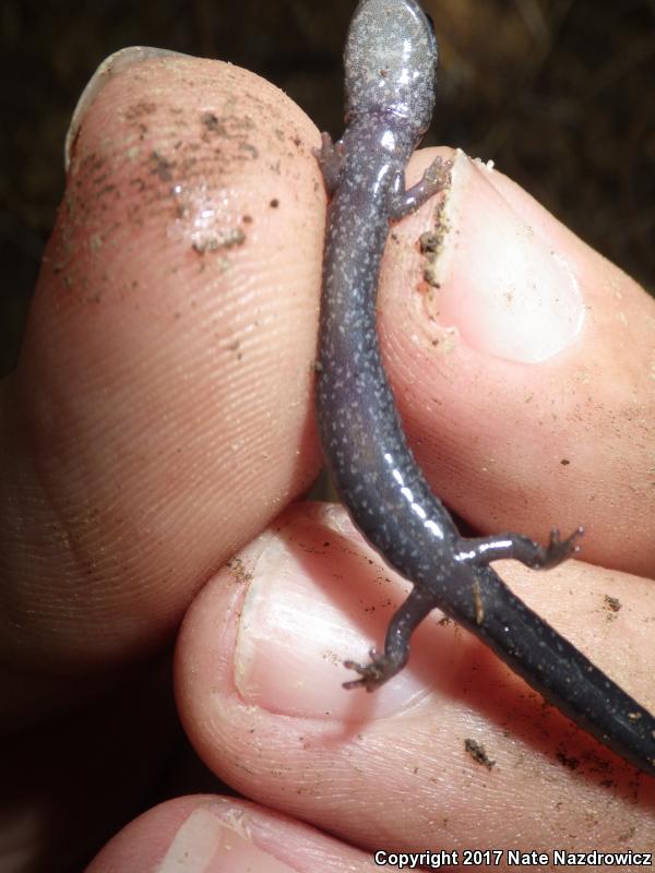 Northern Ravine Salamander (Plethodon electromorphus)