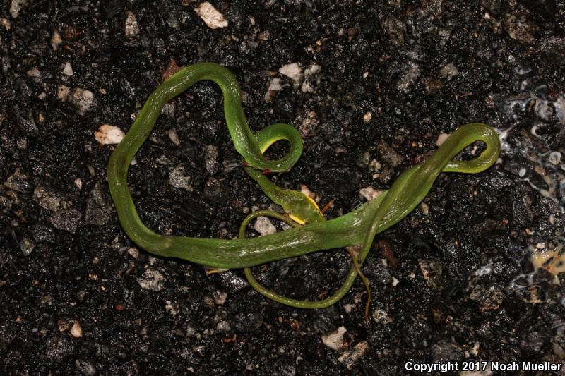 Florida Rough Greensnake (Opheodrys aestivus carinatus)