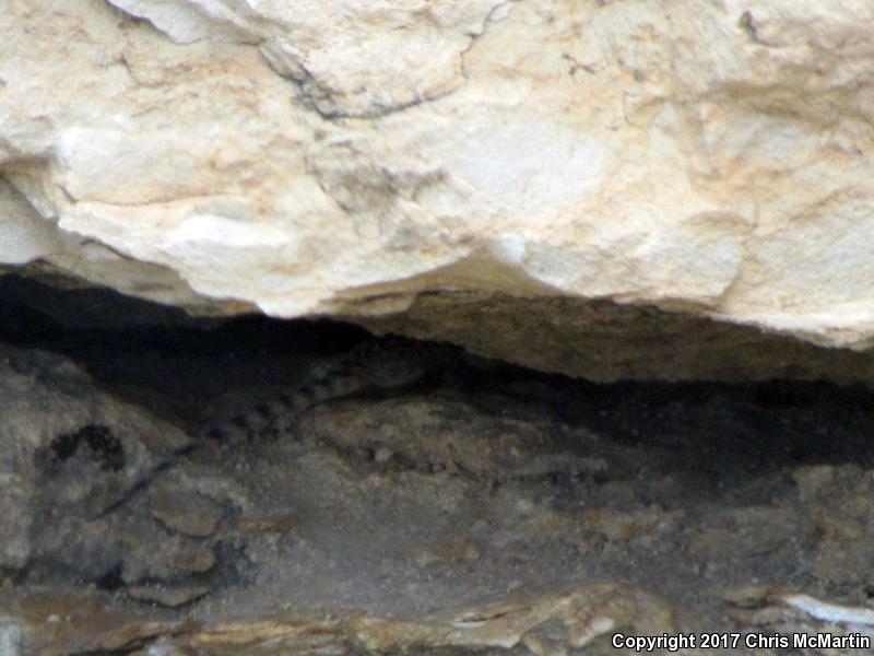 Texas Crevice Spiny Lizard (Sceloporus poinsettii axtelli)