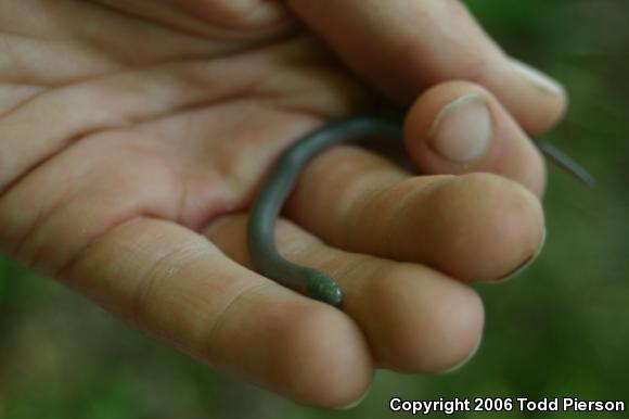 Midwestern Wormsnake (Carphophis amoenus helenae)