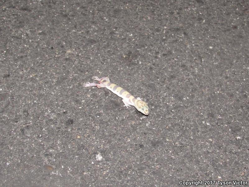 Tucson Banded Gecko (Coleonyx variegatus bogerti)