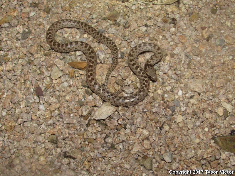 Sonoran Nightsnake (Hypsiglena chlorophaea chlorophaea)