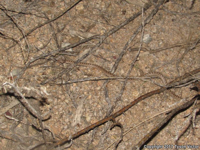 Sonoran Nightsnake (Hypsiglena chlorophaea chlorophaea)