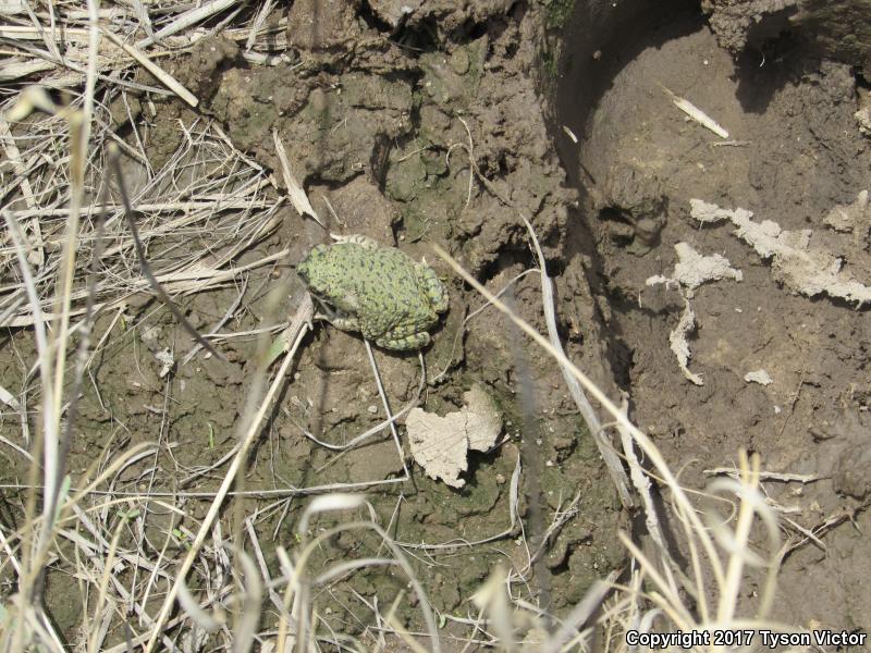 Western Green Toad (Anaxyrus debilis insidior)