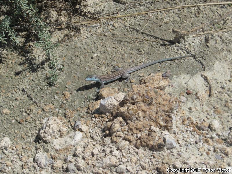 Arizona Striped Whiptail (Aspidoscelis arizonae)