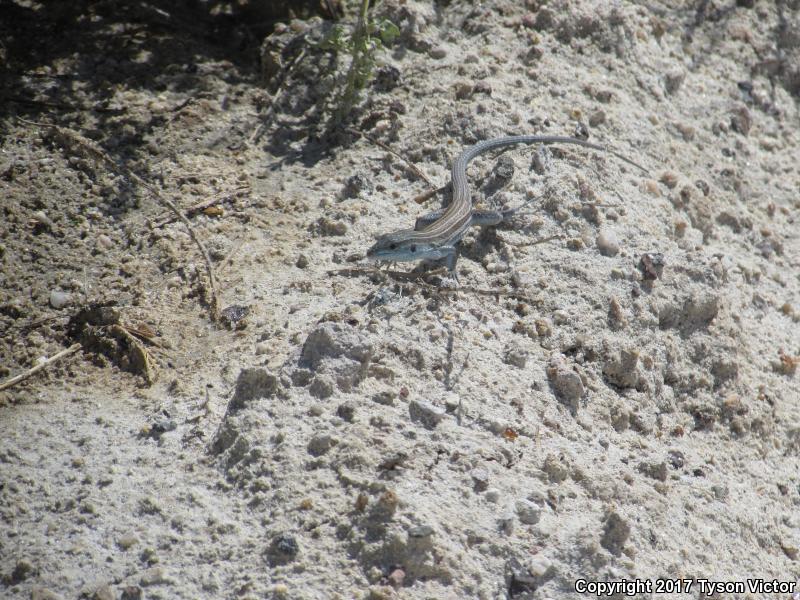 Arizona Striped Whiptail (Aspidoscelis arizonae)