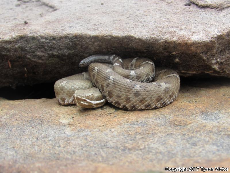 Arizona Ridge-nosed Rattlesnake (Crotalus willardi willardi)