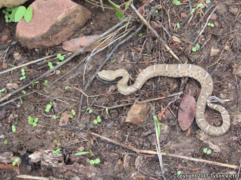 Arizona Ridge-nosed Rattlesnake (Crotalus willardi willardi)