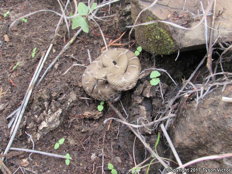 Arizona Ridge-nosed Rattlesnake (Crotalus willardi willardi)